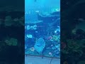 Dubai Mall Inside Burjkhalifa Tourism Ytshorts