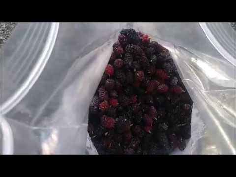 download lagu mp3 mp4 Mulberry Vinegar, download lagu Mulberry Vinegar gratis, unduh video klip Mulberry Vinegar