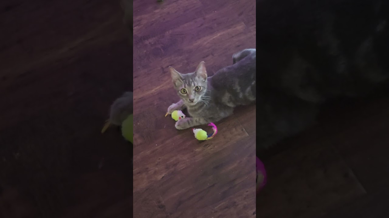 Enlarge Barong, a Adoptable Domestic Short Hair in highlands ranch, CO video 5/6