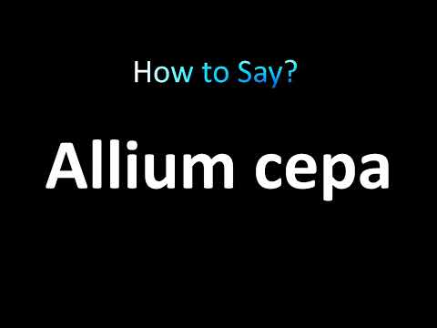 How to Pronounce Allium cepa (Onion)