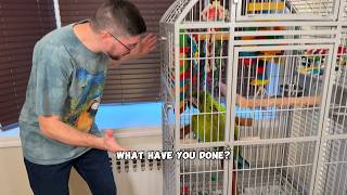 How Much Toys Great Green Macaw Goes Through!