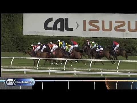 Gerrards Horse and Hound Hurdles - Woodsman