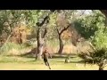 Murife Don T Run Original Video Meme 2022