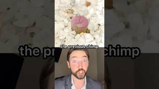 Download lagu The Peen Plant #plants #surgeon mp3