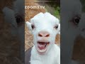 Cat Vs Goat Funny Video Bakri Vs Billi Ytshort Zoomxtv