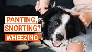 WHY is my DOG WHEEZING? 🐶Gasp and Snort