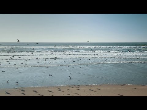 Habitats: Seashores [CLIP]