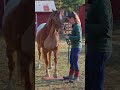 Tap Dancing Horse