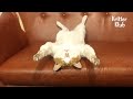 "Raise Meow~" The Story Of Stray Cats Who Force People To Raise Them (Part 1) | Kritter Klub "Raise Meow~" The Story Of Stray Cats Who Force People To Raise Them (Part 1) | Kritter Klub