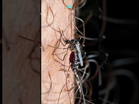 #india #facts #china #funny #fyp #freefire #foryou #food #football #fitness #fortnite #follow