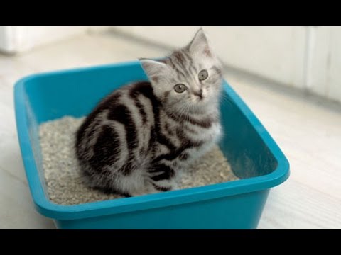 (Proven Method) How to Litter Train a Kitten