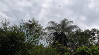 Mahavishnu John McLaughlin (with special guests Santana &amp; Zakir Hussain) San Francisco (1985)