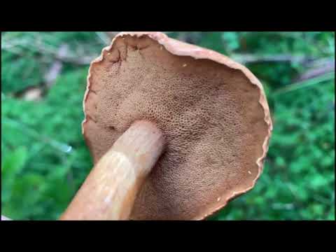 Pfefferröhrling - Chalciporus piperatus