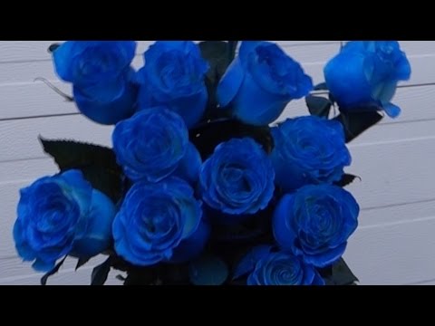 download lagu mp3 mp4 Blue Roses Houston, download lagu Blue Roses Houston gratis, unduh video klip Blue Roses Houston