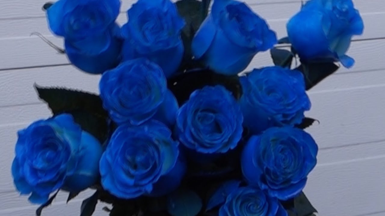 How to make blue roses