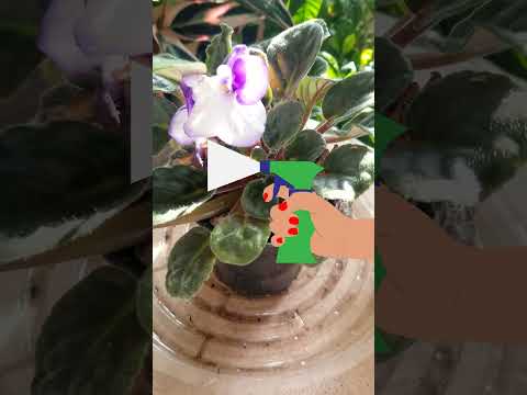 , title : 'Everything You Need To Know About African Violet In Under 1 Minute'