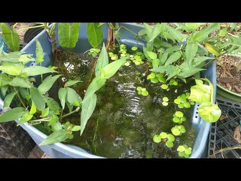 Outdoor Tub Pond with Mosquitofish (Gambusia affinis)