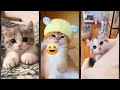 Cat Videos ️ Trending ‍ FunnyCats 2351