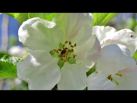 DANIEL SI EMANUELA HIRTIE  - Poate-i ultima data