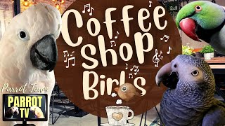 Coffee Shop Birbs | Jazzy Elevator Music for Birds | Parrot TV for Your Bird Room [VIDEO Edition]