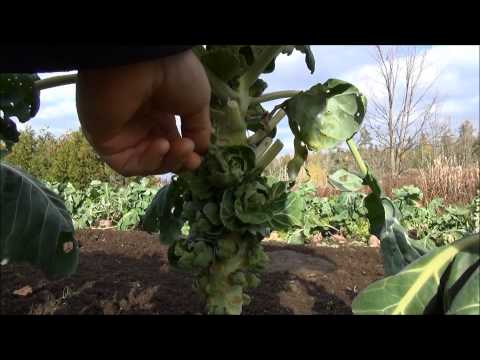 download lagu mp3 mp4 Can Ducks Eat Brussel Sprouts, download lagu Can Ducks Eat Brussel Sprouts gratis, unduh video klip Can Ducks Eat Brussel Sprouts