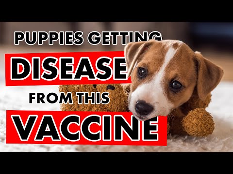 Vaccine Induced Disease, The Distemper Studies