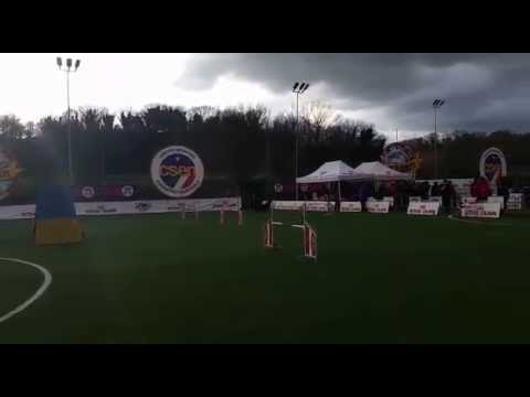 Flat Coated Retriever - Agility Dog - Finale Csen 2014 , Roma (Speedstakes)