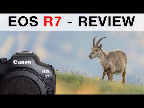 Die perfekte APS-C Kamera für die Vogelfotografie? Canon EOS R7 Review (1 Woche / Deutsch)
