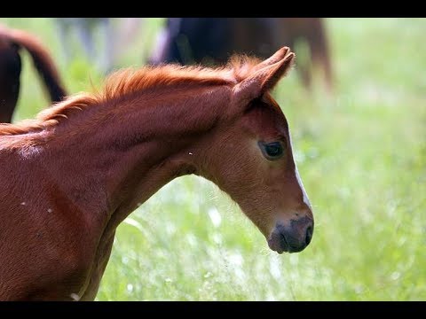 Sahara - Sir Heinrich OLD x Florestan *2017