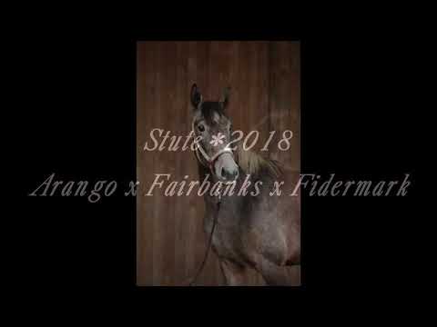 Verkauft! Stute *2018 Arango x Fairbanks x Fidermark