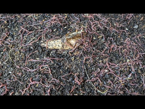 Red wigglers CFT bin gets huge 5+ gallon feeding! DECEMBER 13th 2022