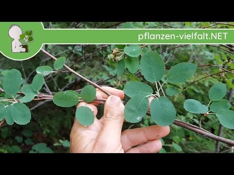 Gew. Felsenbirne - Blatt/Blätter - 27.05.18 (Amelanchier ovalis) - Bäume (Blätter) bestimmen