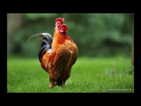 Lakkal Kanay - Zakara Ya Koka [Niger Rap]