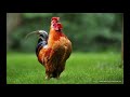 Lakkal Kanay Zakara Ya Koka Niger Rap