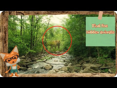 Find The Hidden Animals- Quiz : Animal Videos For Kids- Animals Rock TV