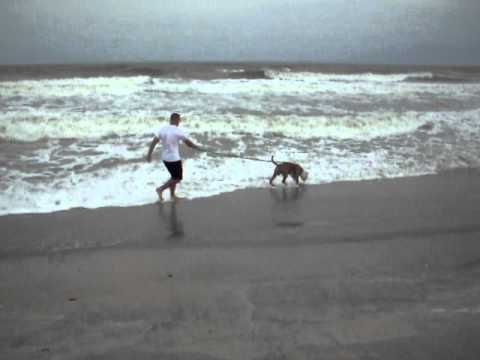 Bolo and Sheba's first beach experience