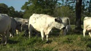 preview picture of video 'Cattle Herd Feeding Time for a Grassfed herd of British White Cattle'