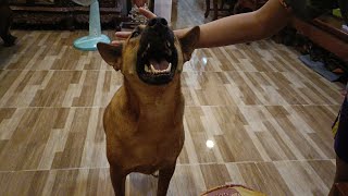 #viralshort #pets #dogs #animals #funny #fattydog#naughty #adorable #goldenfur