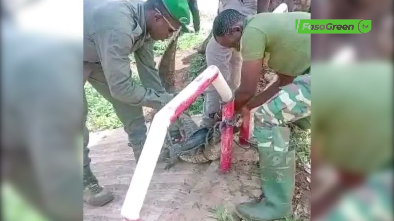 Mooré/ Ouagadougou : Un crocodile capturé et remis dans son habitat naturel