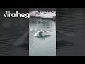 Territorial Swan Scares Guy Out Of Pond ViralHog