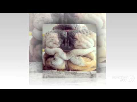 Australian Bulldog Dog breed