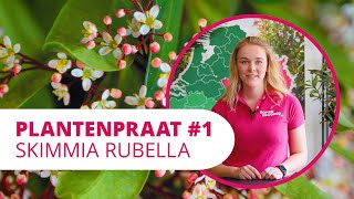 Skimmia Rubella video