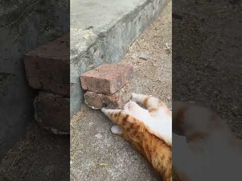Lovely moments of the little orange cat  and cute little friends #237
