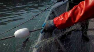 preview picture of video 'Commercial Setnet fishing for salmon in Cook Inlet Alaska.'