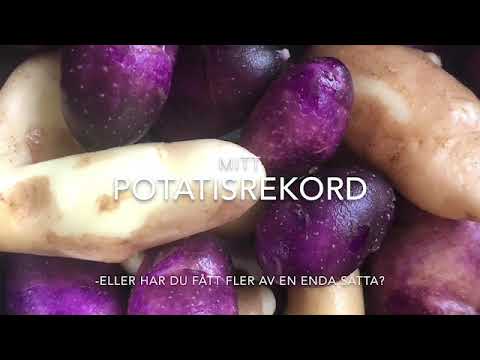 Potatis Rekord !?? Mandelpotatis rekord på en sätta