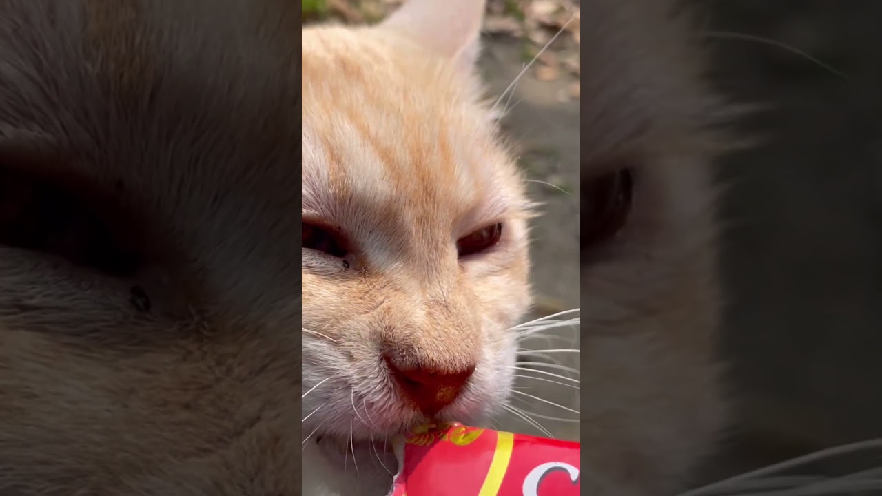 チュールをちょびちょび食べる茶シロさんのアップが可愛すぎる。#猫動画ショート