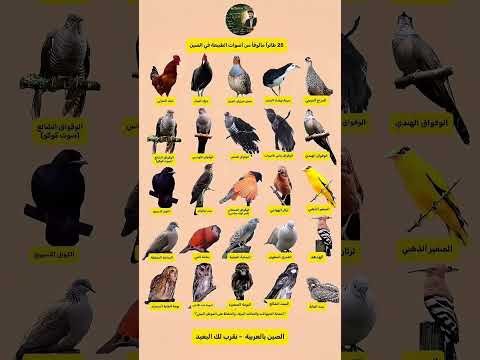 Birds 🐦 Sounds Like, Comments, Share, @thekalaswave