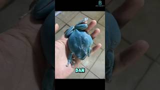 Download lagu Katak blue dumpy #frog #faktaunik #hewan #animals #turtle mp3 Download lagu Katak blue dumpy #frog #faktaunik #hewan #animals #turtle mp3