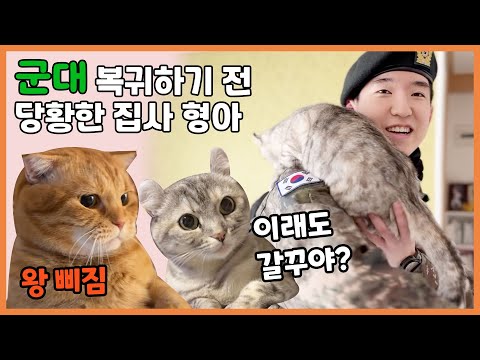복귀 못하게 하는 고양이들 '집사 형아! 군대 복귀하지 마!'