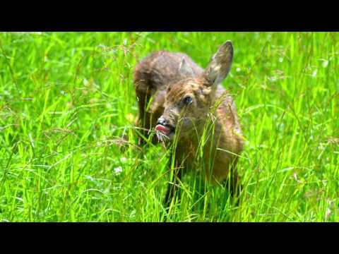 Woid Woife Fernsehjournalismus